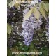 wisteria-sinensis-glycine
