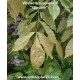 wisteria-sinensis-semillas