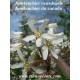 amelanchier-canadensis-cornillo