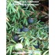 juniperus-communis-juniper