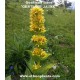 gentiana-lutea-yellow-gentian