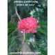 albizia-julibrissin-graines
