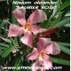 nerium-oleander-adelfa