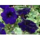 petunia-violet-graines