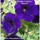 petunia-violet