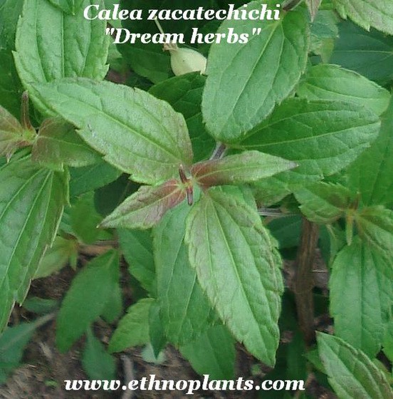 Dream Herbs Plant Calea Zacatechichi For Sale