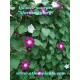 ipomoea-purpurea-pflanze