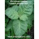 nicotiana-rustica-plante