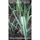 phalaris-arundinacea-plante
