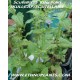 scutellaria-lateriflora-pflanze