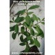 paraguayan-tea-tree
