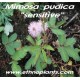 mimosa-pudica
