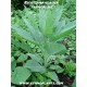 nicotiana-glauca-plant