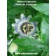 passionsblumen-passiflora