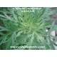 artemisia-absinthium-live-plant