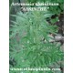 artemisia-absinthium-plant