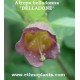 atropa-belladona-pflanze