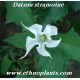 Datura live plant