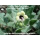 henbane live plant