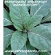 mandragora pflanze