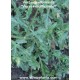 verbena officinalis plant