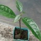 kolabaum pflanze