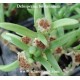 delosperma bosseratum plante