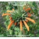 leonotis nepetifolia pflanze