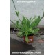 silene capensis live plant