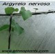 argyreia nervosa live plant