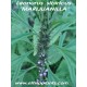 marihuanilla plante