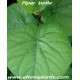 piper betle plant