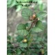 sida cordifolia flannel weed