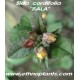 sida cordifolia live plant