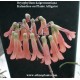 Bryophyllum daigremontianum brutblatter