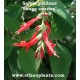 salvia rutilans live plant