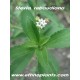 stevia rebaudiana plante