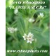 stevia rebaudiana pflanze
