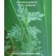 artemisia pontica pflanze