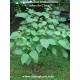 clerodendron trichotomum live plant