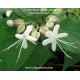 clerodendron trichotomum