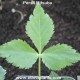 mitsuba parsley plant