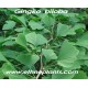 ginkgo biloba pflanze