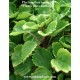 plectranthus australis planta del dinero
