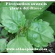 plectranthus australis pflanze