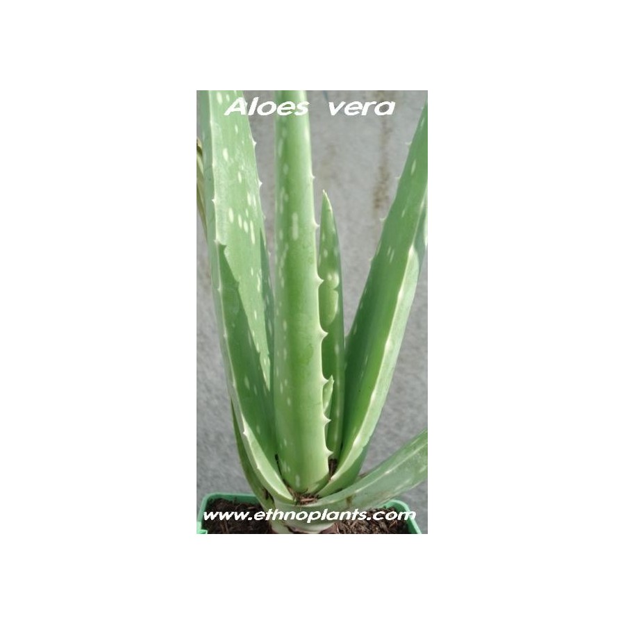 Plant d'Aloe vera barbadensis à planter