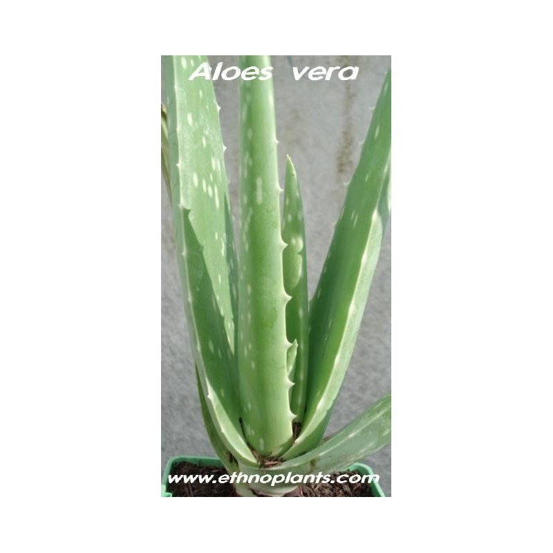 Eroihe 100 teile/beutel Aloe Vera Samen Sukkulente Kräuterheilgemüse Blumensamen 