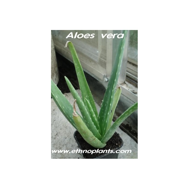 Tecoto Pflanzen Samen 100 Stück Aloe Vera Samen Essbar Sukkulente Pflanze Selten Pflanzlich Arzneimittel Gemüse Dekoration für Heim Garten 