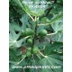 common fig for sale