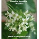 wasabia japonica planta